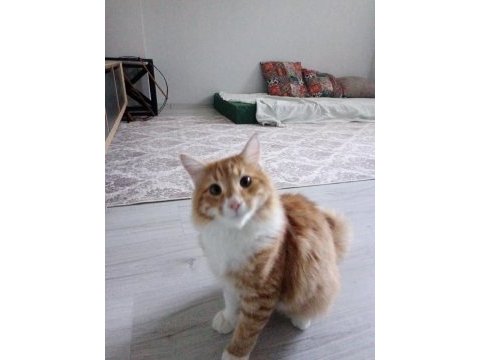 Kısırlaştırılmış erkek sarman kedimiz