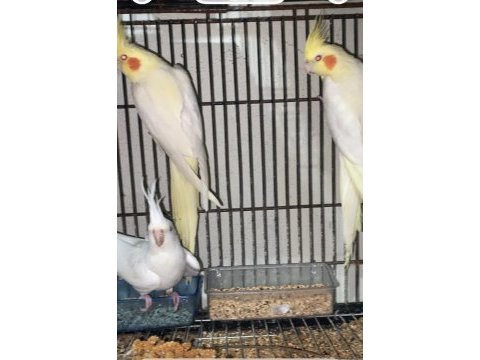 5-6 ay civarı yavru lutino cinsi kırmızı göz sultan papağanı