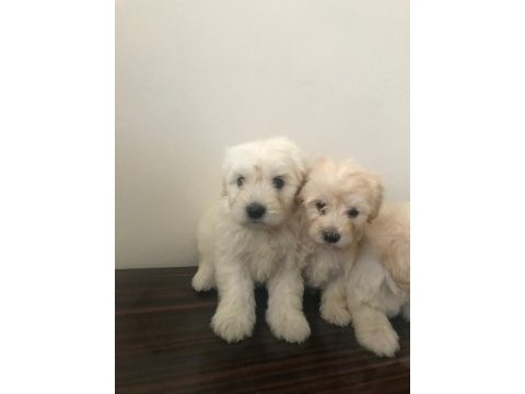 Maltese terrier 45 günlük köpekler