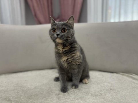 Gri british shorthair dişi kediler