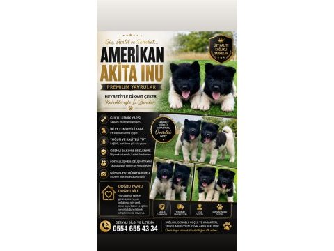 Amerikan akita ınu premıum yavrular