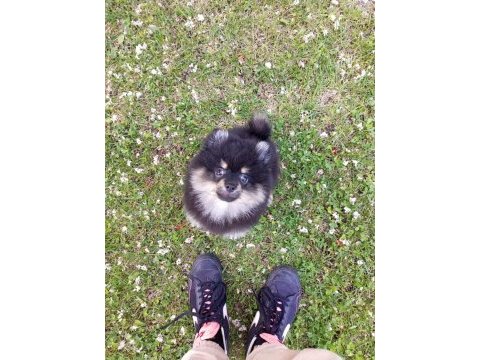 Teacup pomeranian yavruları
