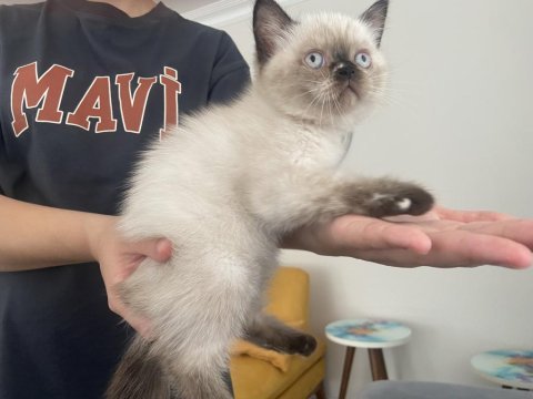Son yavrumuz uygun dişi british shorthair