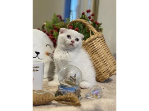 Dişi scottish fold bebeklerimiz