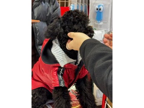 Tüm aşıları yapılı yavrumuz toy poodle