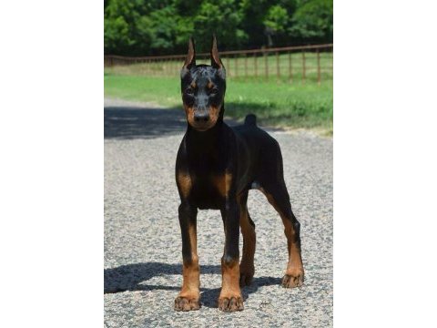 Heybetli estetikli doberman sağlık ve ırk garantili doberman