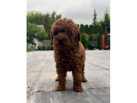 Toy poodle köpeği yavrular