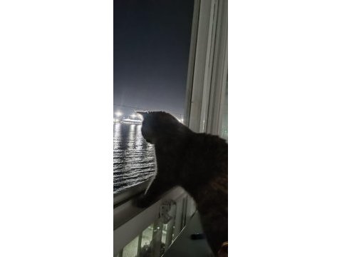 Ücretsiz sahiplendirilecek kedimiz