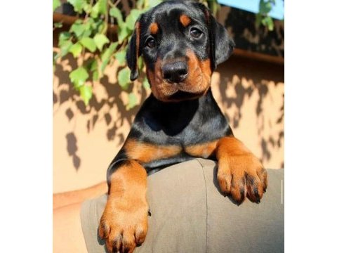 Üst kalite doberman bebeklerim