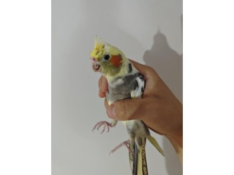 Yavru sultan papağanı