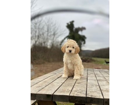 Güzel maltipoo yavrumuz