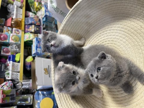 Scottish fold bebeklerimiz