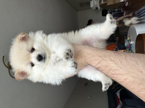 2 aylık beyaz yavru pomeranian