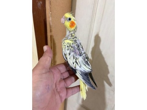 44 günlük harika sultan papağanı bebek