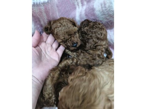 Top poodle köpeği