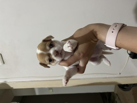 1 aylık chihuahua yavrular