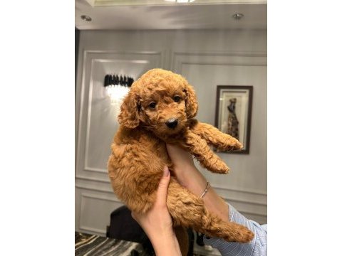 A plus poodle yavrular