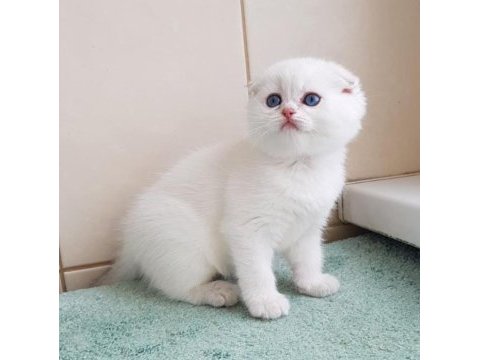 Bebek surat silver scottish fold 