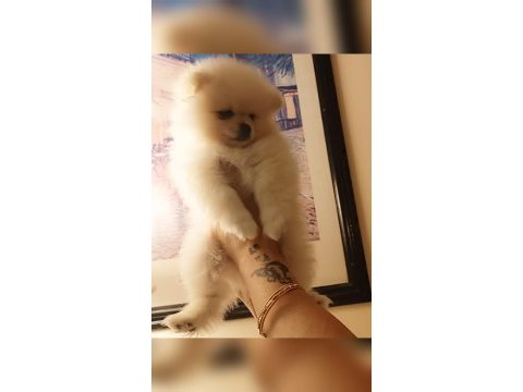 A kalite pomeranian bebeklerim