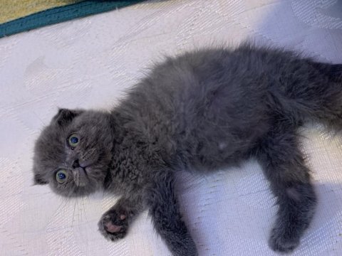 50 günlük scottish fold oğlum