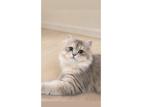 British longhair ay25 erkek