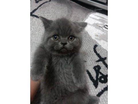 Dünya tatlısı british longhair yavrular