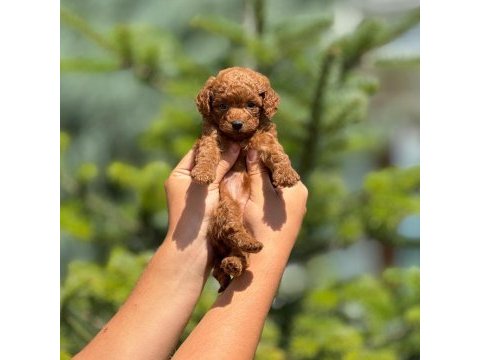 Pofuduk poodle yavrularımız