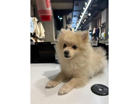 Orijinal ırk 3 aylık erkek pomeranian