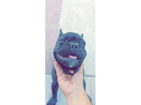 8 aylık french bulldog