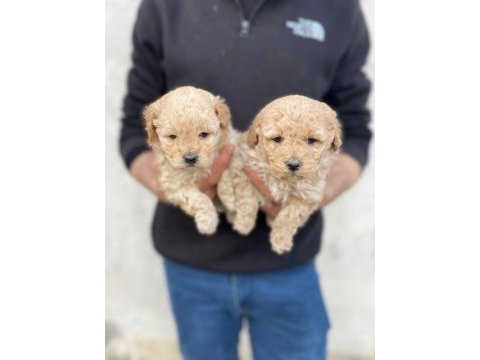 Maltipoo bebekleri