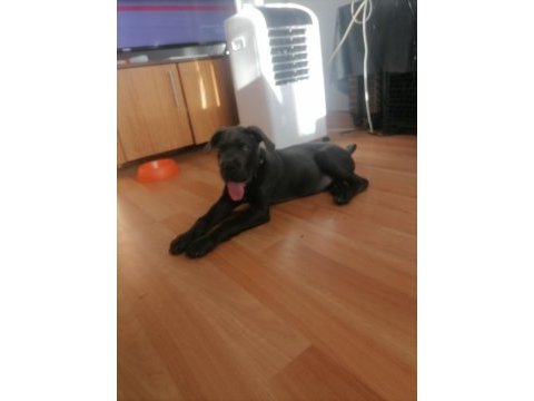 Safkan cane corso bebekler