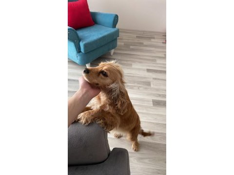 İngiliz cocker köpeği
