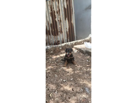 Yavru erkek 2.5 aylık rottweiler