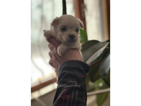 Mini boy kore maltese yavrular