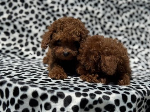 Petmode köpek çiftliğinden tea cup kore poodle