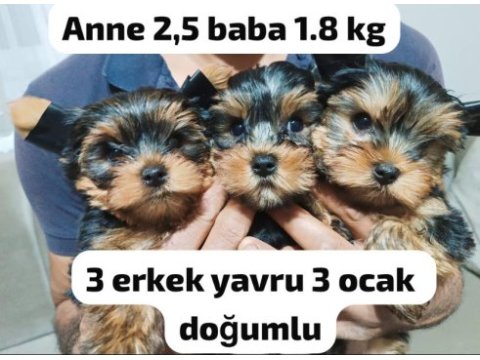 Yorkshire terrier yavrular