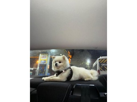 Pomeranian boo 14 aylık