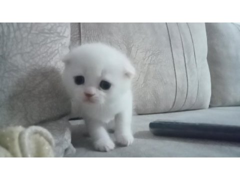 2 aylık yavru scottish fold