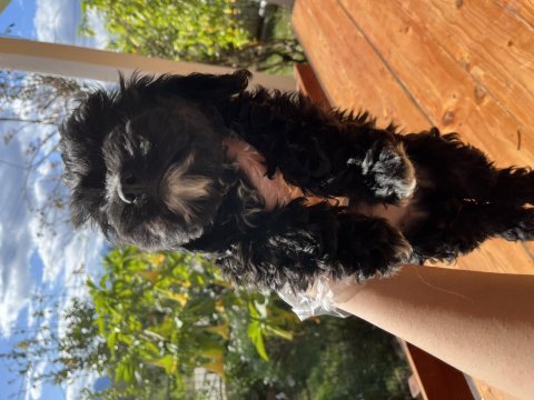 Maltipoo cinsi 2 aylık yavrular