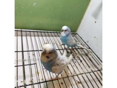 Anne baba ve yavrusu muhabbet kuşlar