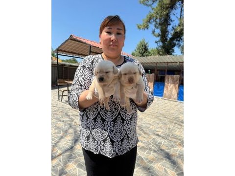 Labrador köpeği yavrularımız