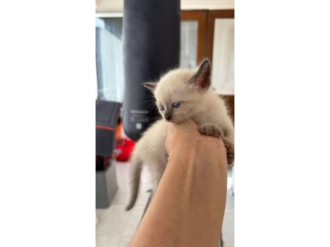 Safkan siyam kedisi yavrular