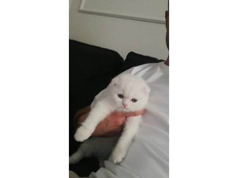 Oyun canavarı scottish fold