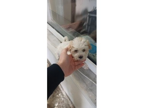 Kurumsal poodle çiftliğinden f2 maltipoo bebekler