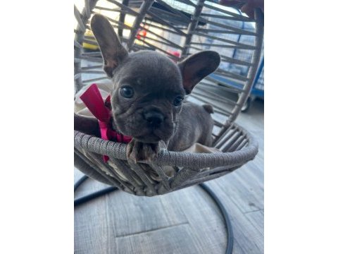 Tiger renk mükemmel görsel french bulldog