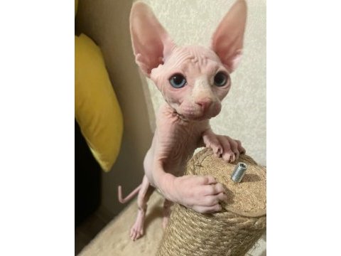 Sphynx kitten pet consultant listing