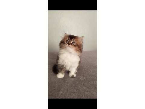2 aylık british longhair yavrular sahiplerini bekliyor