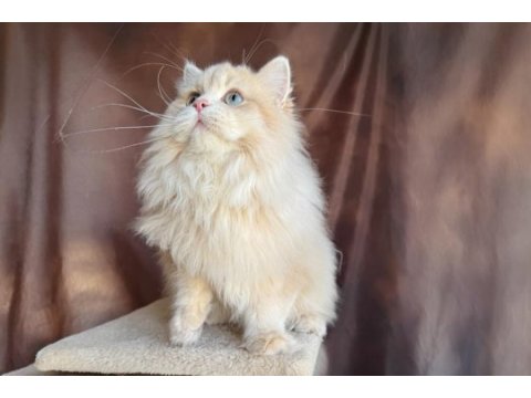 Krem british longhair oğluş