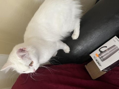 British shorthair kediye çiftleştirmek için eş arıyorum