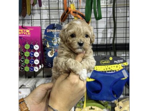Maltipoo bebekler